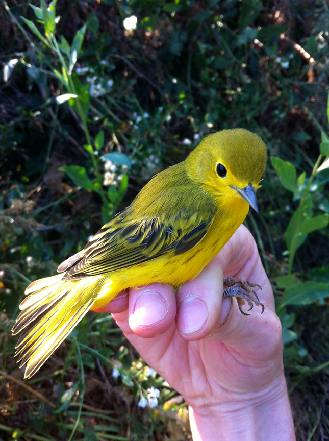 Researcher holding a yellow warbler during blood and feather sampling for a wildlife health study